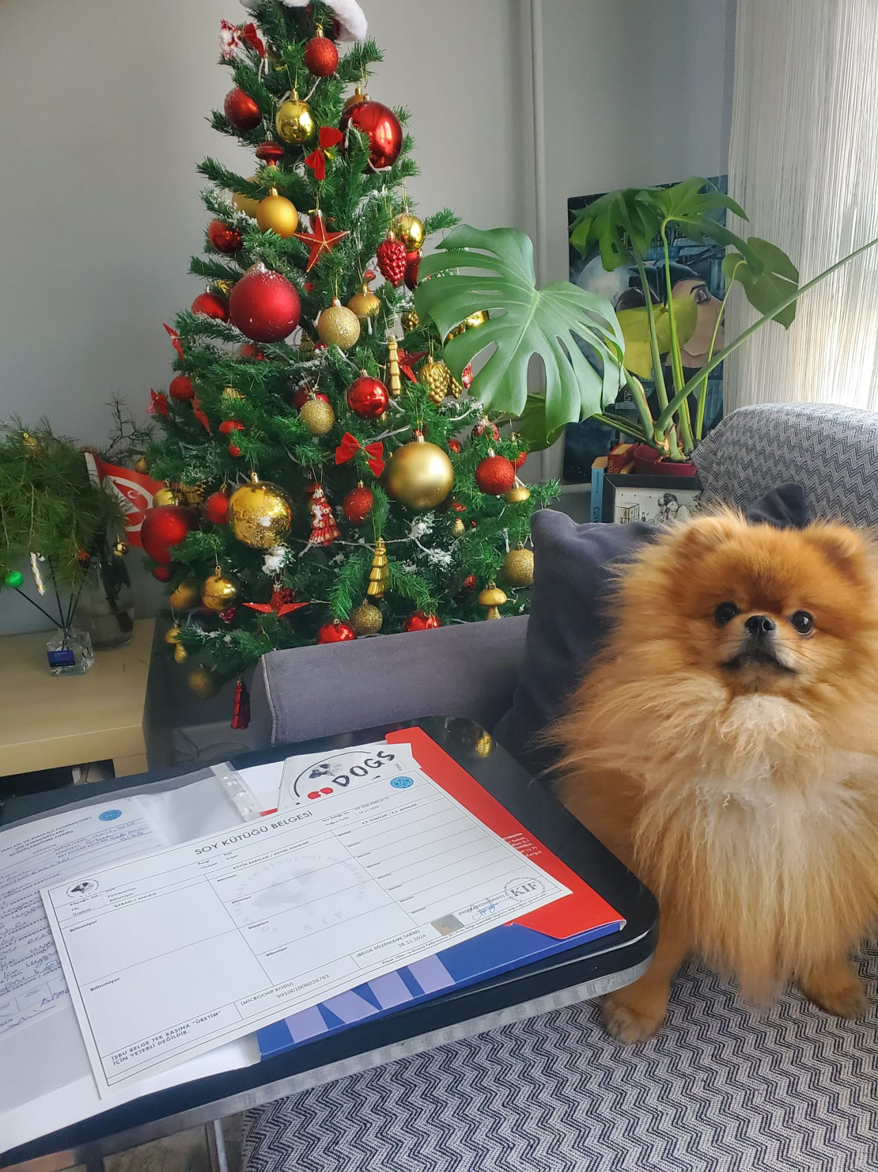 Pomeranian oğlumuza eş arıyoruz 2